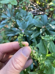 Scutellaria lateriflora