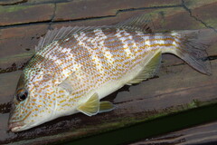 Orthopristis chrysoptera