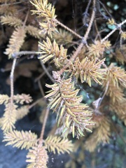 Chrysomyxa arctostaphyli