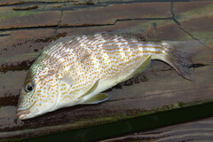 Orthopristis chrysoptera