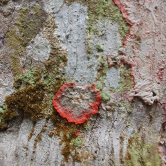Herpothallon