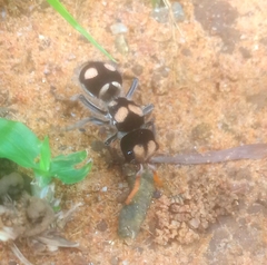 Hoplomutilla insignis