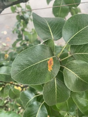 Gymnosporangium sabinae