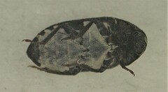 Dermestes undulatus
