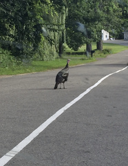 Meleagris gallopavo silvestris