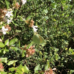 Gonepteryx cleopatra