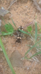 Hoplomutilla insignis