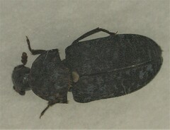 Dermestes undulatus