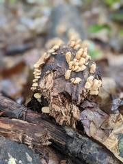 Panellus
