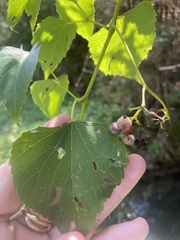 Ampelopsis cordata