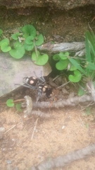 Hoplomutilla insignis