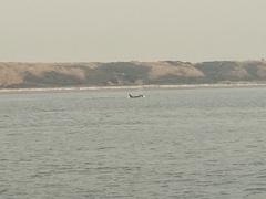 Orcinus orca