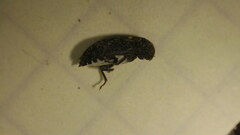 Dermestes undulatus