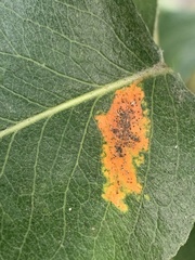 Gymnosporangium sabinae