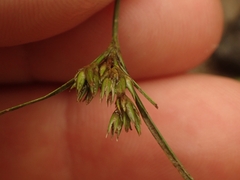 Juncus tenuis
