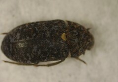 Dermestes undulatus
