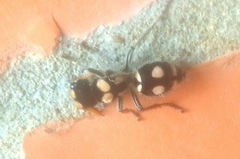 Hoplomutilla insignis