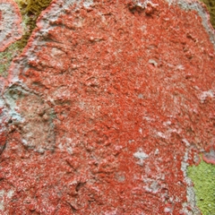 Herpothallon