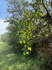 Ampelopsis cordata