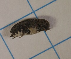 Dermestes undulatus