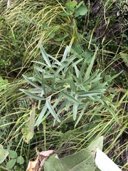 Lithospermum ruderale