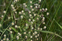 Erigeron acris kamtschaticus