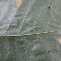 Caryomyia procumbens
