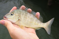 Orthopristis chrysoptera