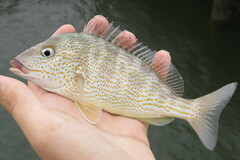 Orthopristis chrysoptera