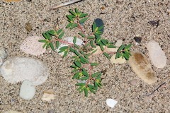 Euphorbia polygonifolia