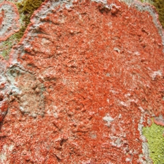 Herpothallon