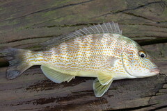 Orthopristis chrysoptera