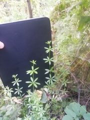 Galium triflorum