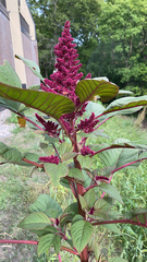 Amaranthus cruentus
