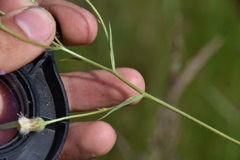 Erigeron acris kamtschaticus