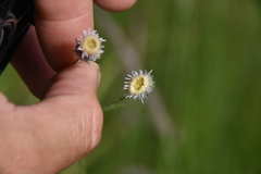 Erigeron acris kamtschaticus