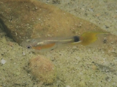Poecilia reticulata