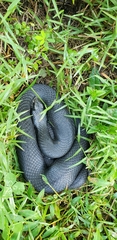 Heterodon platirhinos