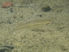 Notropis