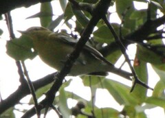 Vireo flavifrons