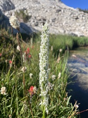 Platanthera dilatata leucostachys