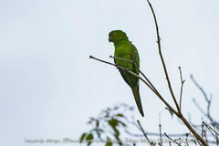 Psittacara leucophthalmus