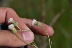 Erigeron acris kamtschaticus