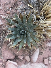 Agave utahensis