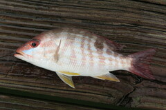 Lutjanus synagris