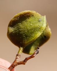Guibourtia coleosperma image