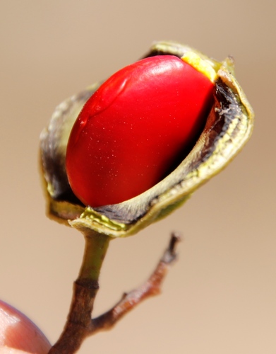 Image of Guibourtia coleosperma by (c) Tony Rebelo, some rights reserved (CC BY-SA)