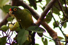 Eupsittula canicularis
