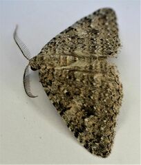Helastia semisignata