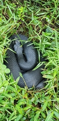 Heterodon platirhinos